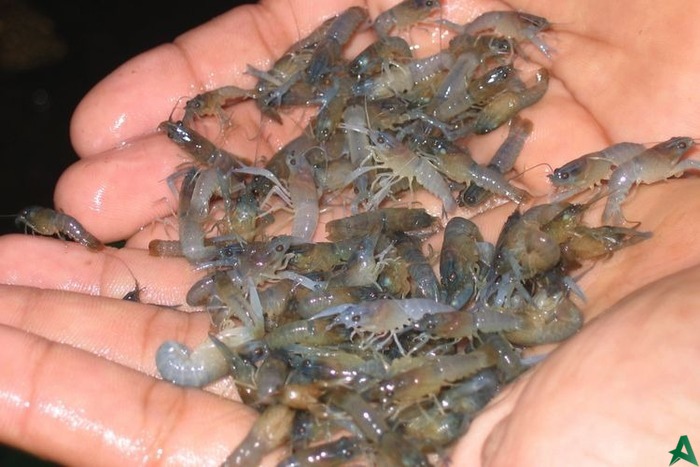 Blue Green Indonesia: Wacana Ekspor Benih Lobster Terlalu Terburu-buru
