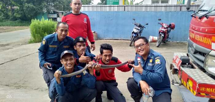 Warga Serang Digegerkan Ular Kobra Masuk Dapur