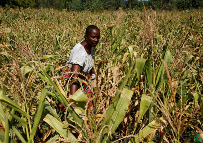 Jutaan Warga Zimbabwe Terancam Kelaparan, PBB Siapkan Bantuan Makanan