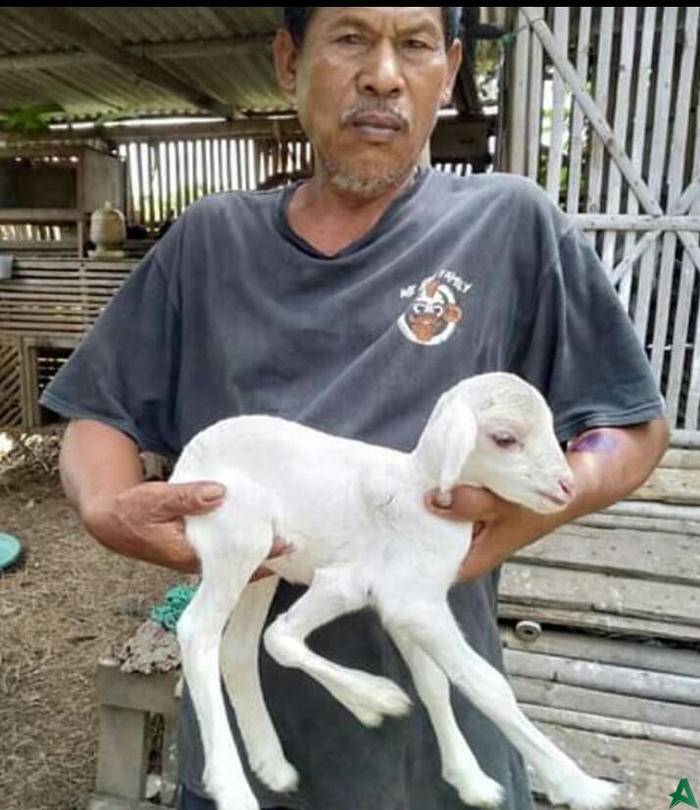 Unik, Ada Anak Kambing Berkaki Lima di Tangerang