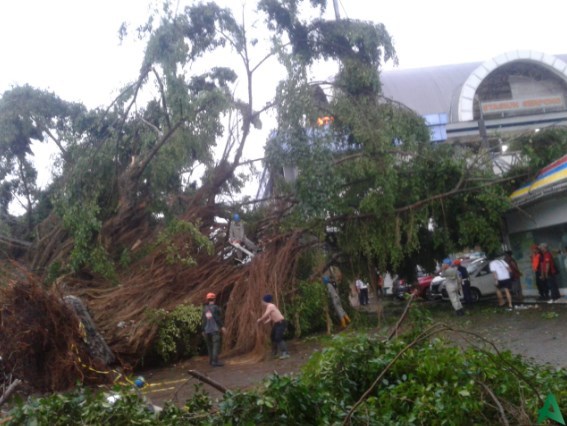 Pohon tumbang di Stasiun Serpong