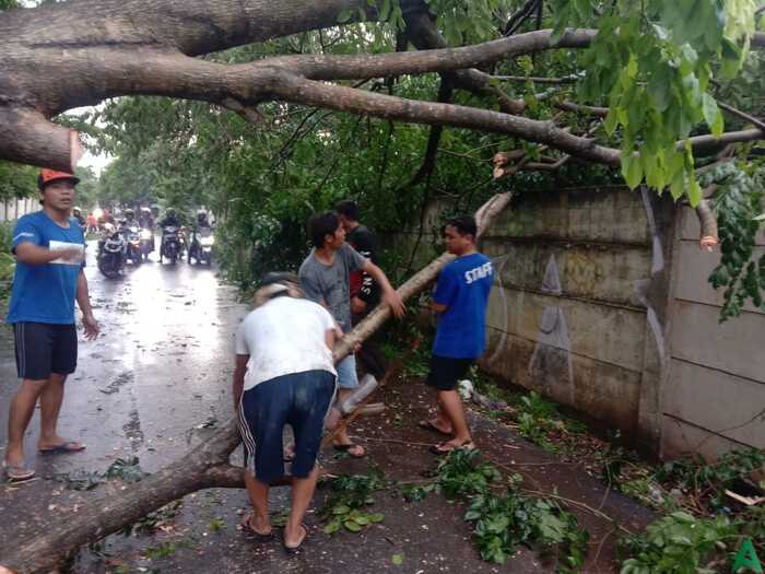 Hujan Angin Waspadai Pohon Tumbang