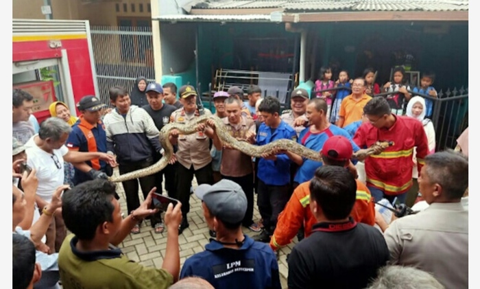 Iiihhh Serem...Ular Sanca 5 Meter Ditemukan di Batu Ceper
