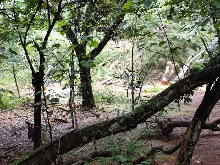 Pepohonan di Taman Kota II Dirobohkan