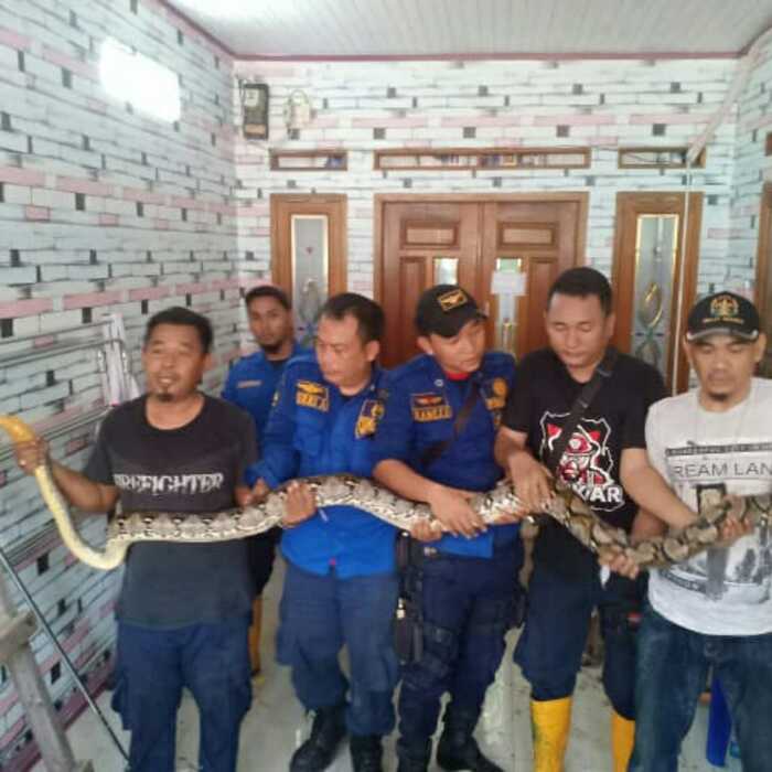 Sembunyi di Atap Gudang Obat, Phyton Tiga Meter Ditangkap