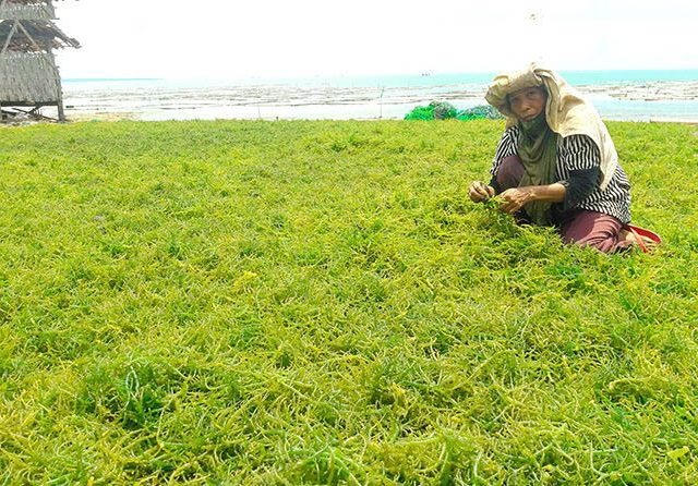 Ini Loh Manfaat Rumput Laut Bagi Kesehatan