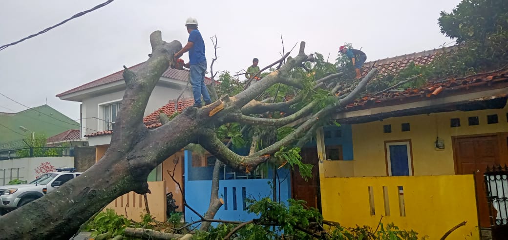 Angin Kencang, Pohon Pete Raksasa di Ciputat Timpa Kontrakan