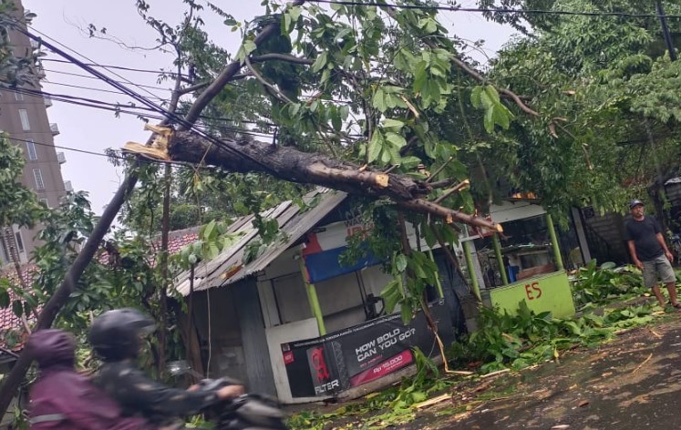 pohon tumbang akibat hujan dan angin