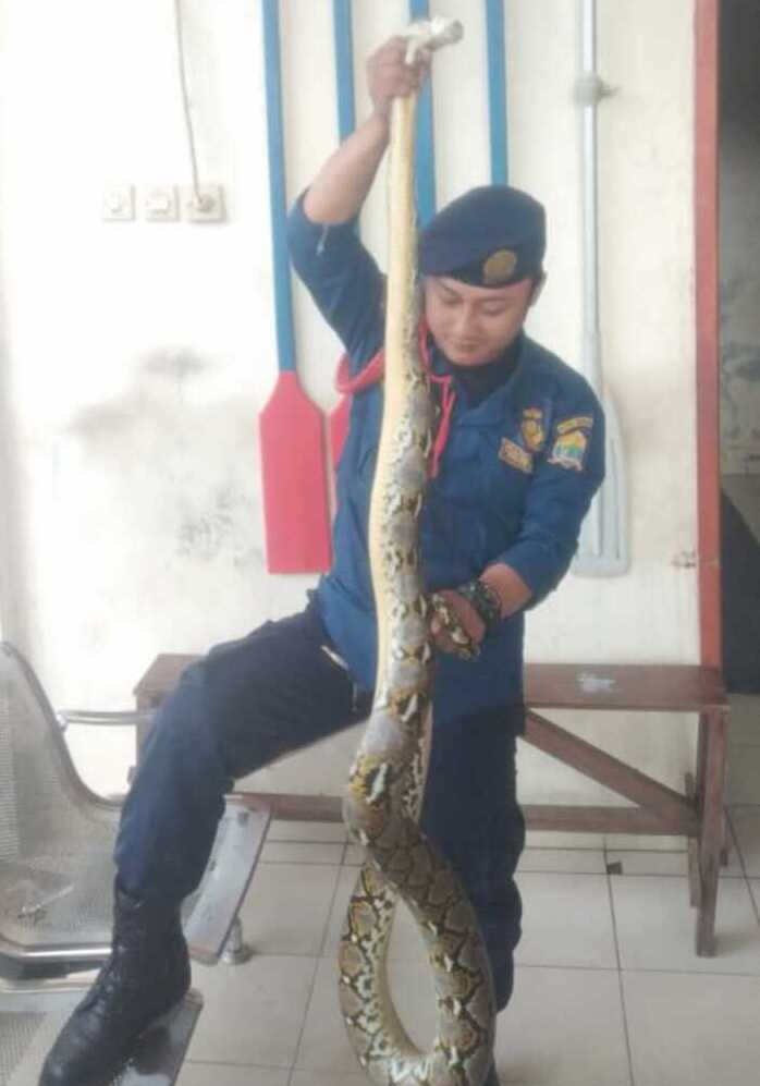 Warga Kota Serang Digegerkan Penangkapan Ular Sanca Sepanjang 2,5 Meter