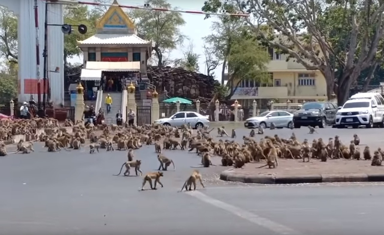 Dampak Virus Corona Monyet di Thailand Kelaparan