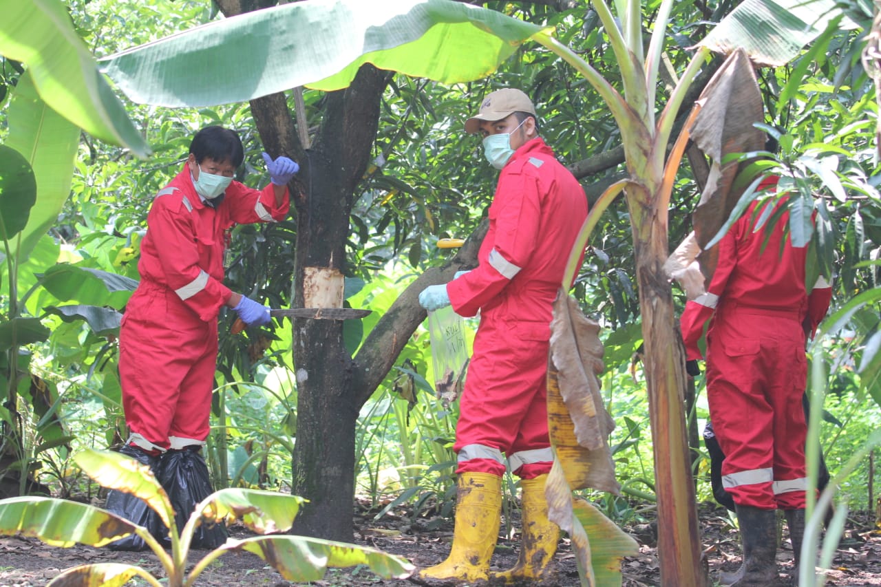 Tak Hanya Tanah, Batan Ambil Sample Pohon