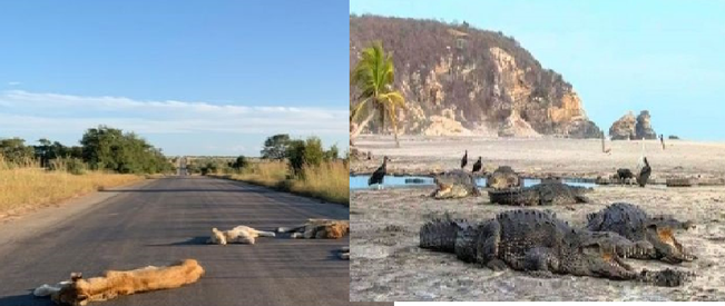 Pandemi Corona, Singa dan Buaya Bisa Santuy