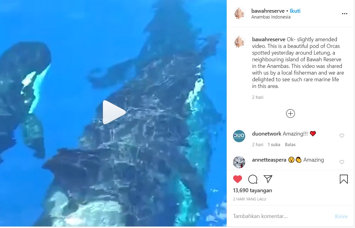 Langka! Paus Pembunuh Terlihat di Kepulauan Anambas