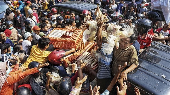 Peternak: Daripada Ayam Mati Kelaparan, Mending Dibagikan Gratis ke Warga
