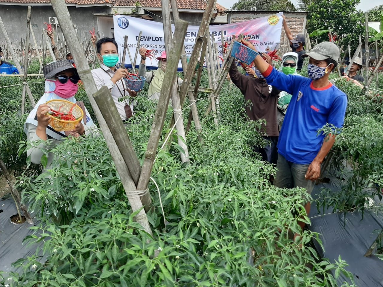 Kelompok Tani di Banten Panen Cabai