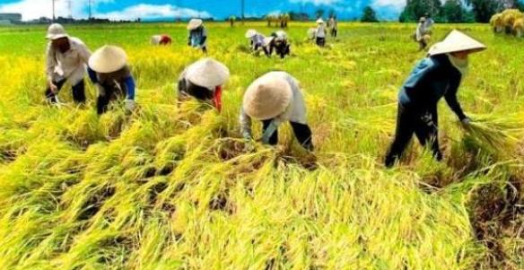 Antisipasi PSBB, WH Klaim Persediaan Beras di Banten Tercukupi