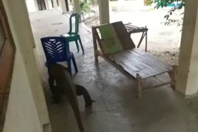 Komodo Masuk Sekolah Dianggap Biasa di Desa Ini