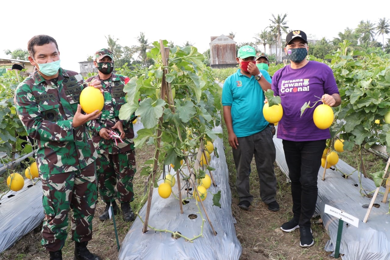 Pangdam Jaya dan Bupati Zaki Panen Melon di Teluknaga