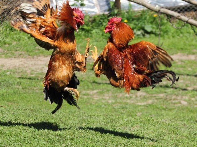 Ayam Aduan