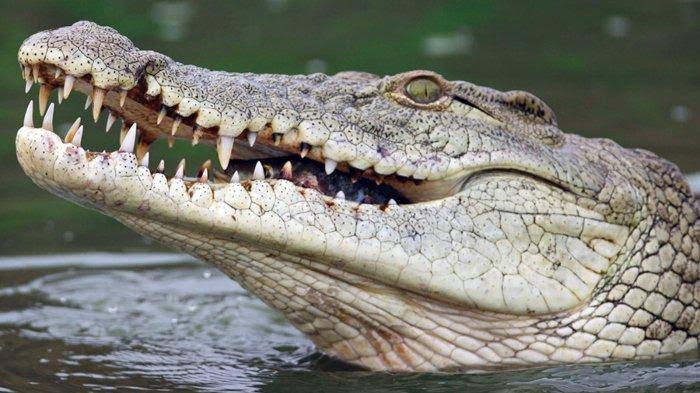 Lagi Cuci Pakaian di Sungai, Wanita Muda Ini Malah Tewas Diterkam Buaya