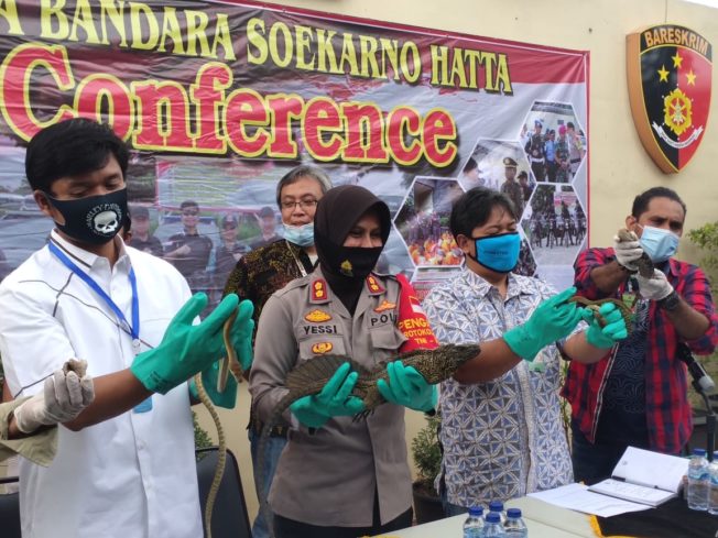 Penyelundupan Ratusan Reptil Liar Digagalkan Polres Bandara Soetta