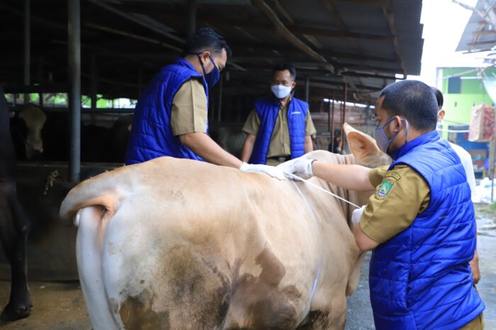 Jelang Idul Adha, DKP Kota Tangerang Cek Kesehatan Hewan Kurban