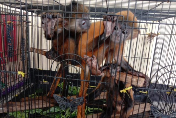 Penjual Lutung dan Kancil Dibekuk BKSDA dan Polda Banten