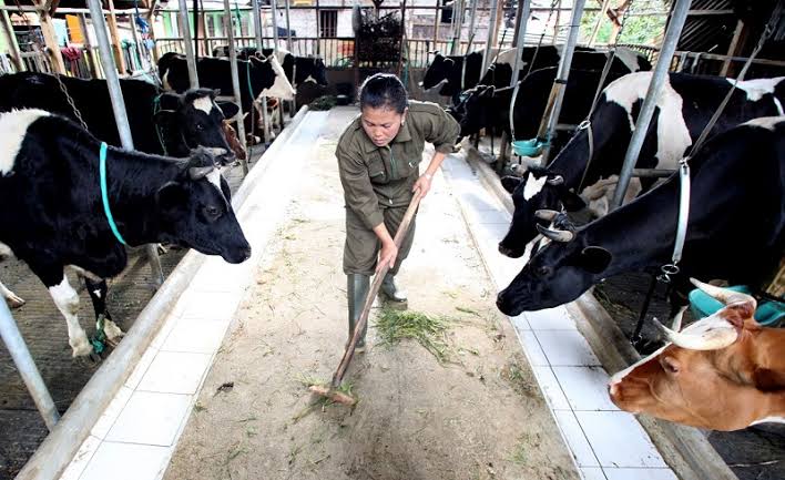 Kementan Dorong Potensi Peternakan Sapi Perah Rakyat