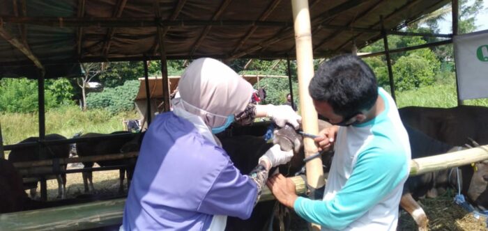 Jelang Idul Adha, Distan Kota Serang Cek Pemeriksaan Kesehatan Hewan Kurban